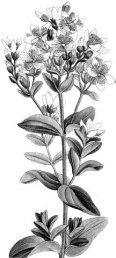 Jonažolė.